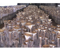 猪大肚企业黄页 食用农产品批发行业指南