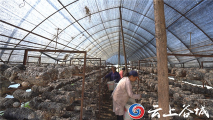 谷城石花镇 培育特色农产品深加工 推动农业产业链优化升级